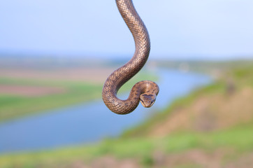 hanging snake