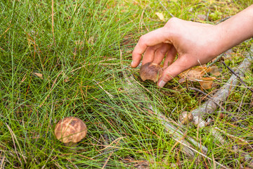 Mushrooming, boletus mushroom picked by hand from grass in the forest. Collect mushroom.