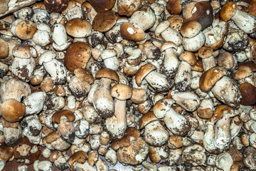 Big pile of boletus. Collection of  selected mushrooms.