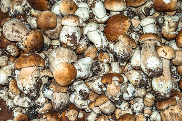 Boletus freshly harvested. Collection of  selected mushrooms.