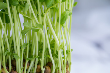 Sweet pea sprouts, close up to texture of young sweet pea sprouts