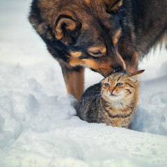 Cute scene. Dog taking care of the cat in the snow