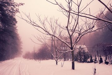 Rural winter snowy landscape