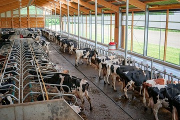 Innenansicht eines modernen Kuhstalls, Ruhezone - Bewegungsbereich