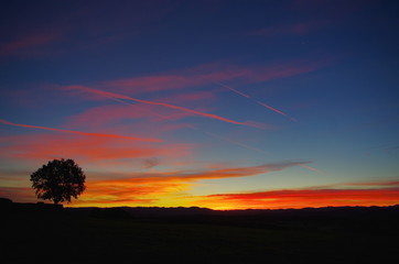Obraz premium Alone tree on meadow at sunset