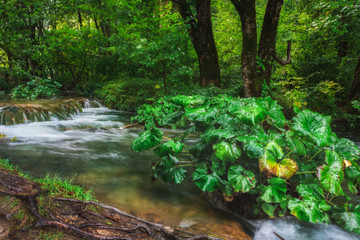 Croatia. Plitvice Lakes. Forest stream with green plants.