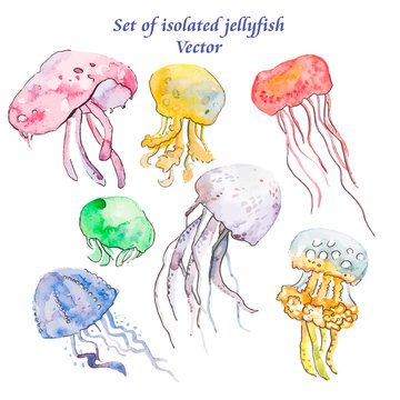 Jellyfish isolated on white.Sea set.