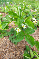 strawberry blossoms