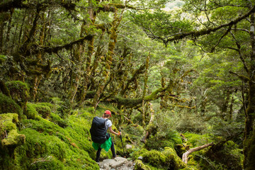 woman hiker with backpack walking in native beech forest on Rout - 102497772