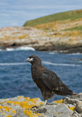 Young chimango sitting on the rock with sea and grassy hill in background, South Georgia Islands, Antarctica
