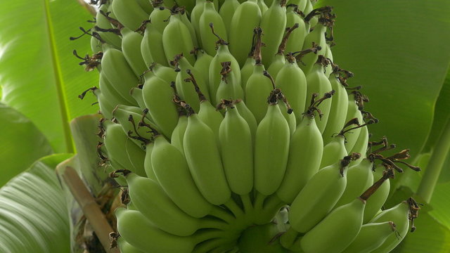 Growing green bunch of bananas on plantation :Ultra HD 4K High quality footage size (3840x2160)