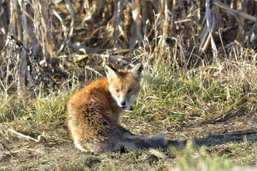 red fox standing in the field ( Vulpes )