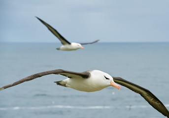 Black browed albatross flying over the sea, with onotheralbatross in background, South Georgia Island, Antarctica