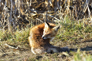 red fox standing in the field ( Vulpes )