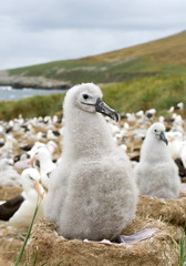 Young black browed albatross sitting on nest, with colony in background, South Georgia Island, Antarctica