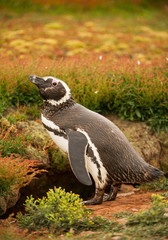 Magellanic penguin in grassy background, South Georgia Island, Antarctica
