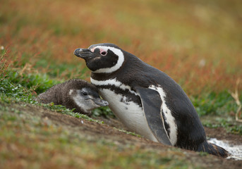 Magellanic penguinwith chick in clean grassy background, South Georgia Island, Antarctica