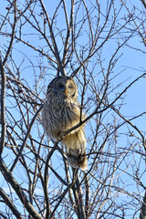 Ural owl in natural habitat (strix uralensis)