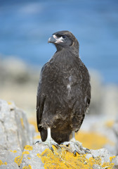 Young chimango sitting on the rock with clean blue background, South Georgia Islands, Antarctica