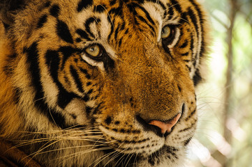 Tiger, portrait of a bengal tiger.