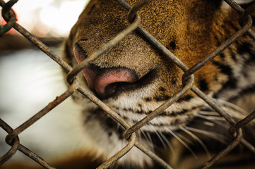 Naklejka premium Close up portrait of the endangered tiger looking through cage