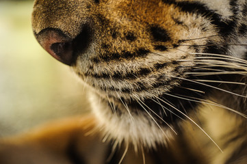 close-up on a Tiger's face