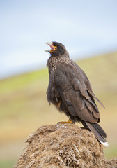 Chimango sitting on the rock, calling, with clean background, South Georgia Islands, Antarctica