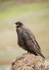 Chimango sitting on the rock with clean green background, South Georgia Islands, Antarctica
