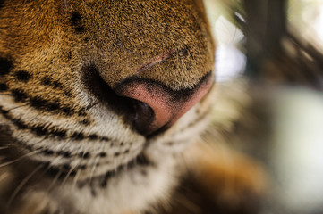 Naklejka premium tiger nose close up Thailand