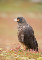 Chimango sitting on the rock with clean colorful background, South Georgia Islands, Antarctica