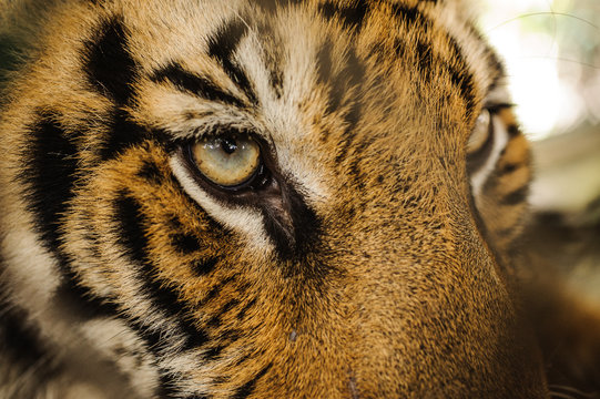 Fierce Bengal tiger eye looking