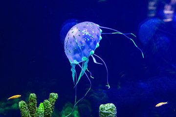 Beautiful jellyfish in the neon light with the fishes