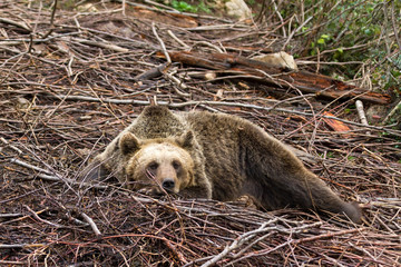 Eurasian Brown bear (Ursus arctos arctos) in the forest in Croatia in Velebit national park