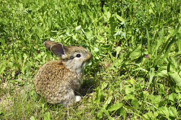 little rabbit is on a pasture
