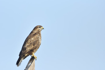 Rough-legged buzzard (Buteo lagopus) Sitting on a pole, searching for food.
