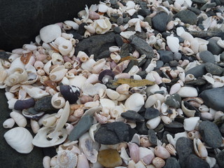 seashells at the chilean pacific coast