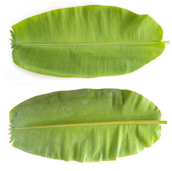 Closeup of green banana leaf isolated
