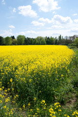Obraz premium Rapsfeld mit blauem Himmel