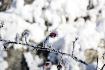 Rime covered branch of wild rose with red berries