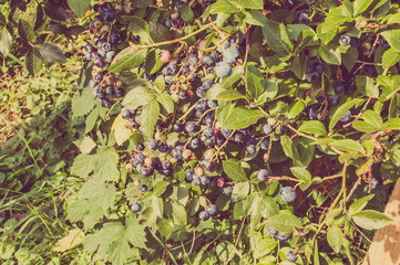 Fototapeta na wymiar Blueberries on the bushes on the plantation, vintage stylized photo.
