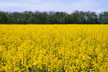 Rapsfeld mit blauem Himmel