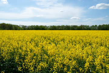 Obraz premium Rapsfeld mit blauem Himmel