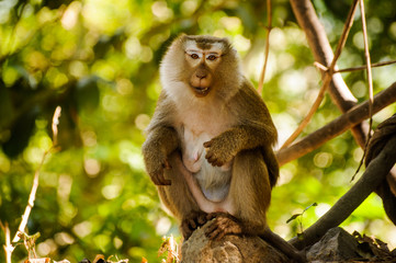 selective focus with depth of field  monkey  looking into the Camera   Thailand