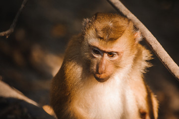 one cute baby monkey