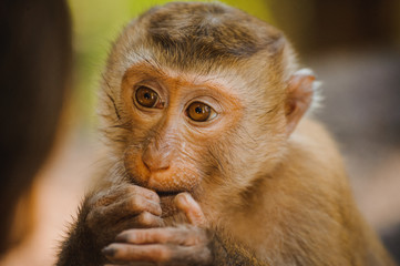 one cute baby monkey eating