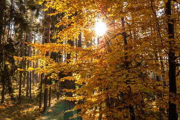 Fototapeta na wymiar Beautiful autumn forest.