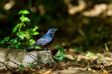 Bird, Small Niltava (Niltava macgrigoriae)-On the DOI Inthanon, Chiang Mai Province Country Thailand