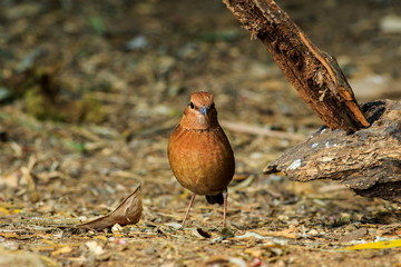 Bird,Rusty-naped Pitta-Doi Ang Khang, Chiang Mai, Thailand.