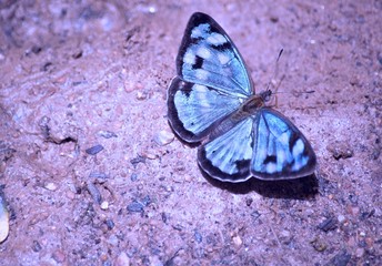 Fototapeta na wymiar Blue Butterfly