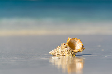 Obraz na płótnie Canvas Sea shell on the sandy beach on tropical island
